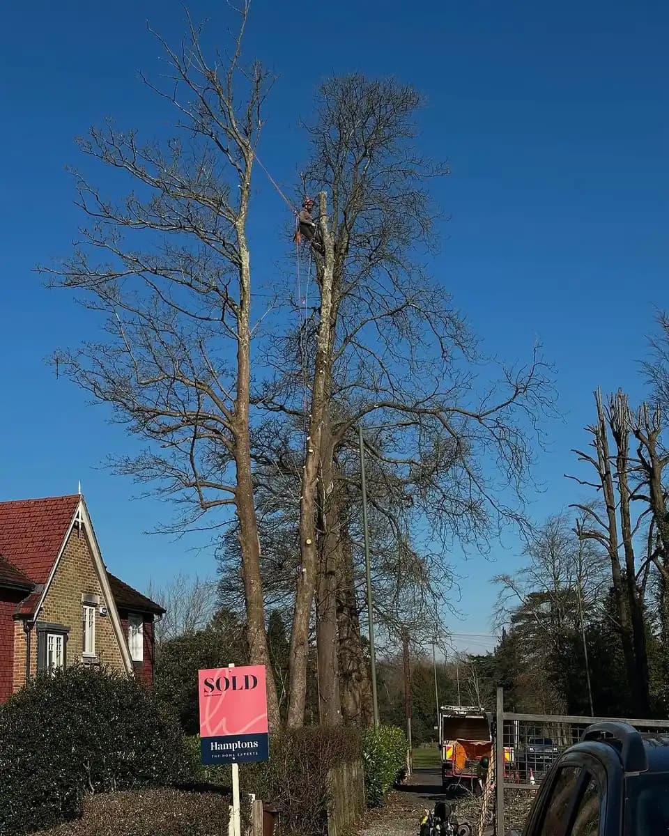 Tree surgeons carrying out controlled tree removal in Horsham