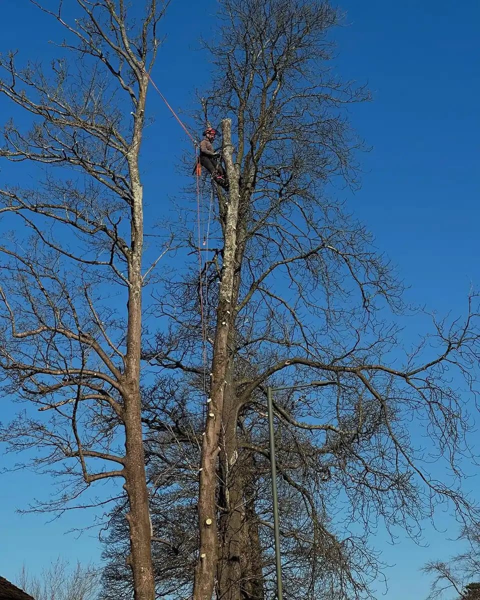 Sectional dismantling of a large tree in a confined Horsham garden setting