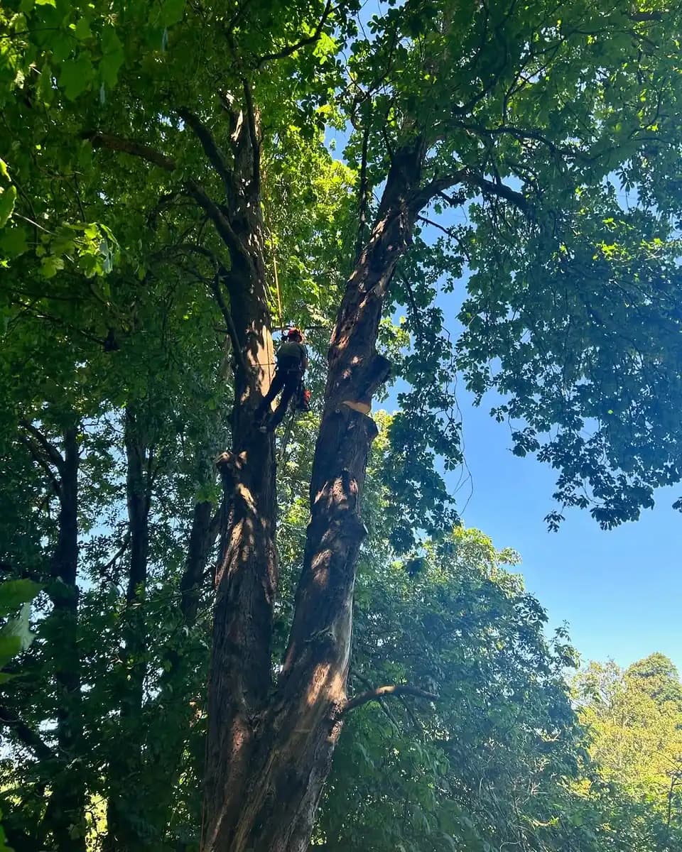Climbing arborist pruning a mature broadleaf tree canopy in summer conditions.