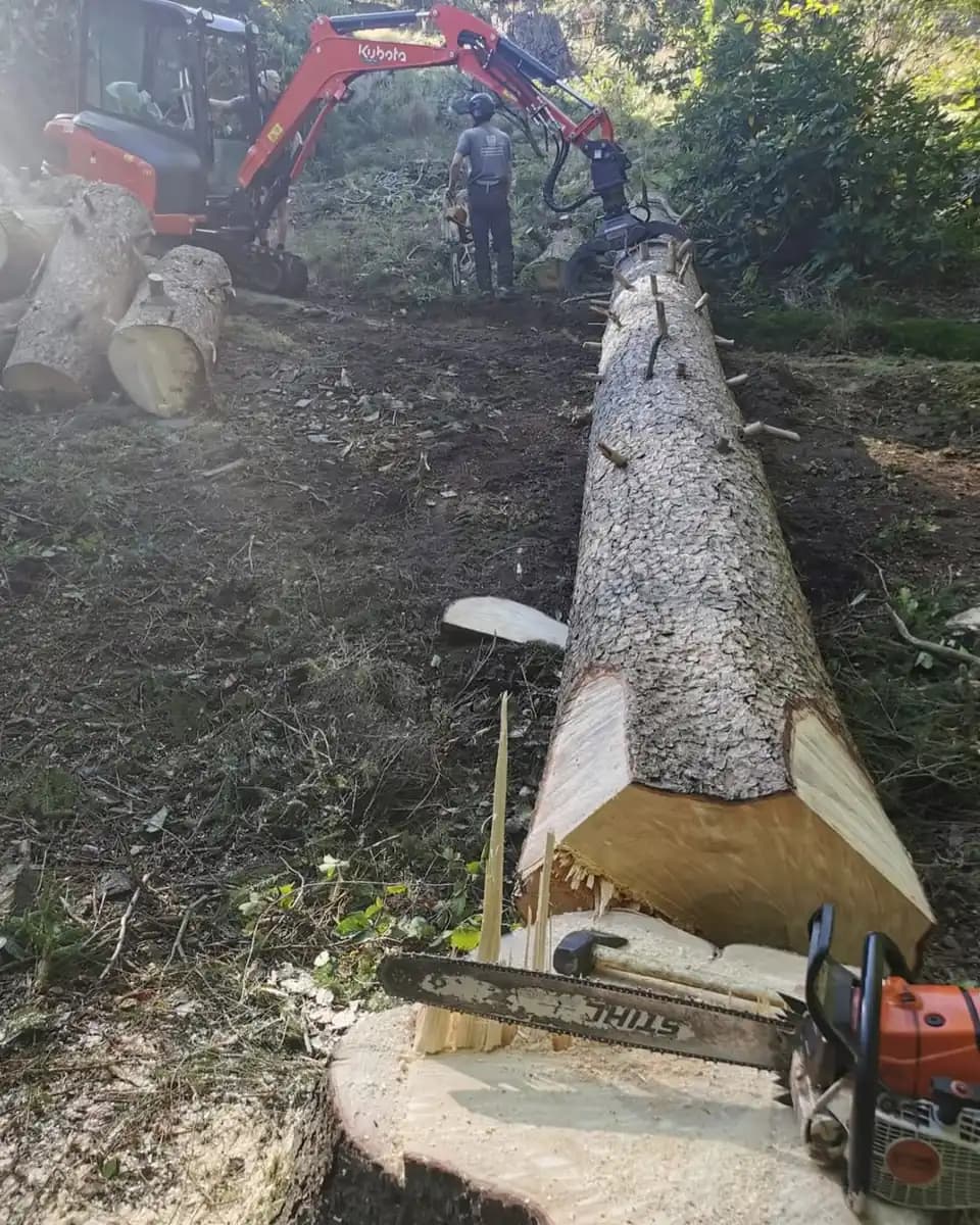Large timber sections being cleared with machinery during a site clearance job.