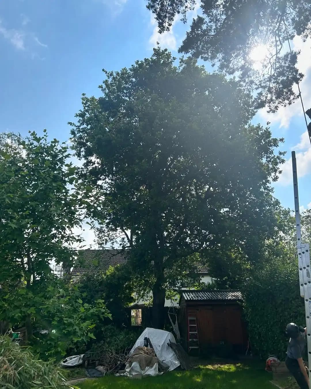 Garden tree removal work underway beside outbuildings and boundary planting