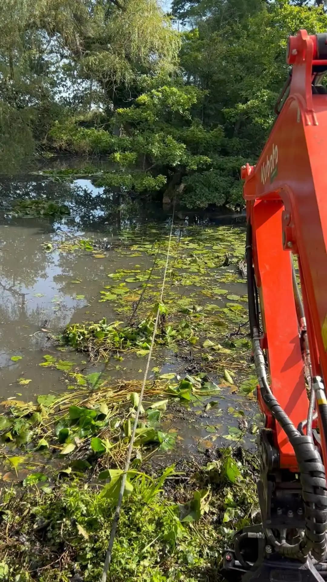 Large cedar dismantling using MEWP access and lowering methods
