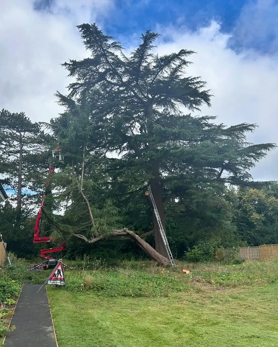 Tall conifer dismantling on a sloped garden site