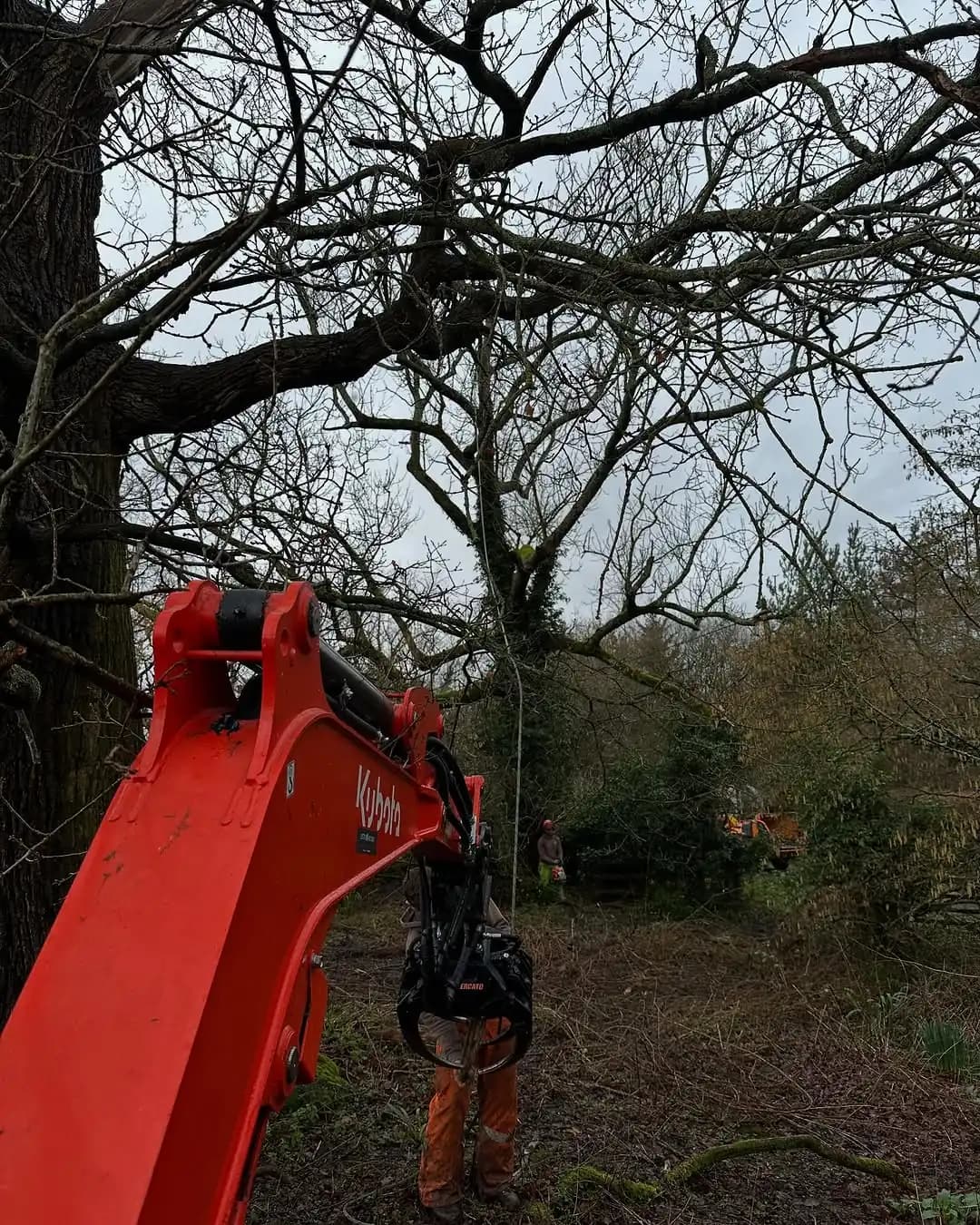 Tree clearance with machinery, grapple, and timber handling equipment
