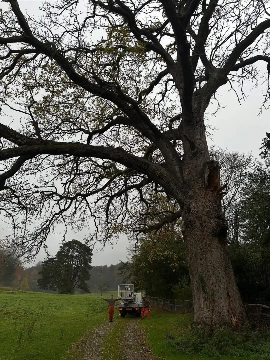 Ash dieback management and safe dismantling work near Woking