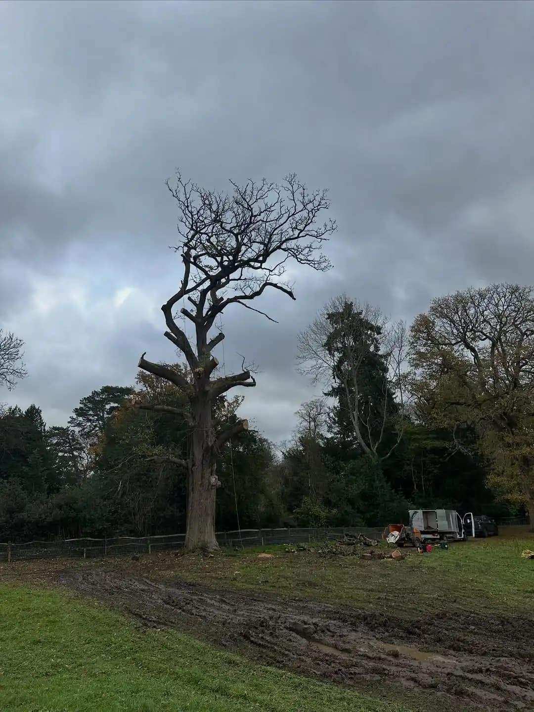 Large mature oak assessed and accessed with MEWP support for specialist tree work - image 4