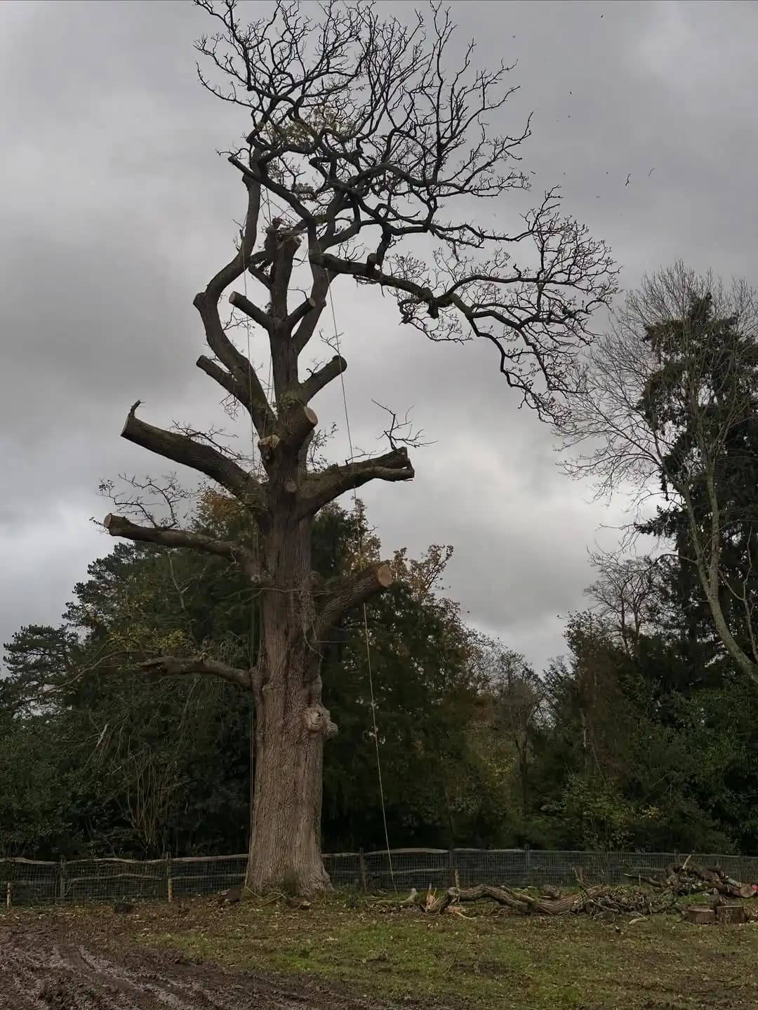 Large mature oak assessed and accessed with MEWP support for specialist tree work - image 5