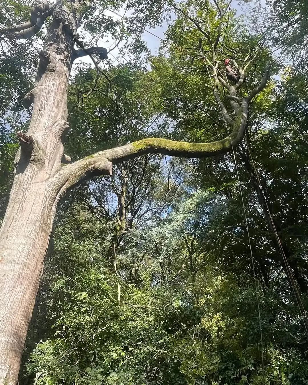 Crown reduction and reshaping work on a mature canopy - image 8