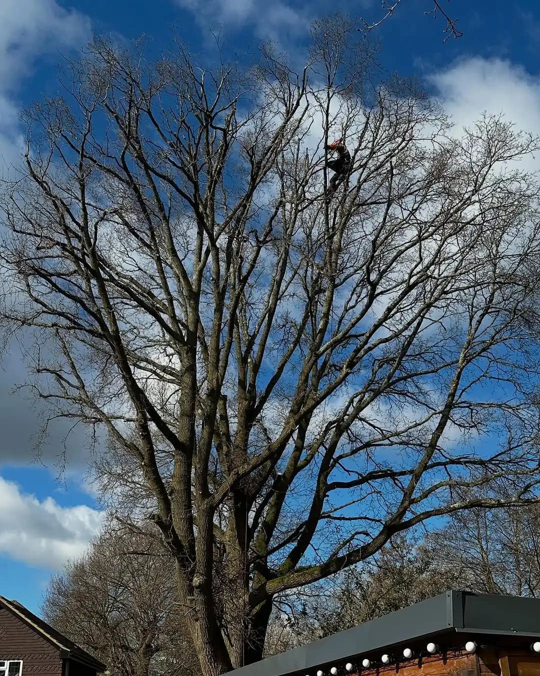 Pollarding and structural pruning work on a large tree - image 4