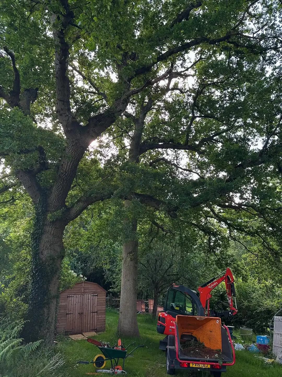 Large oak canopy work with ladder access and supporting machinery - image 2