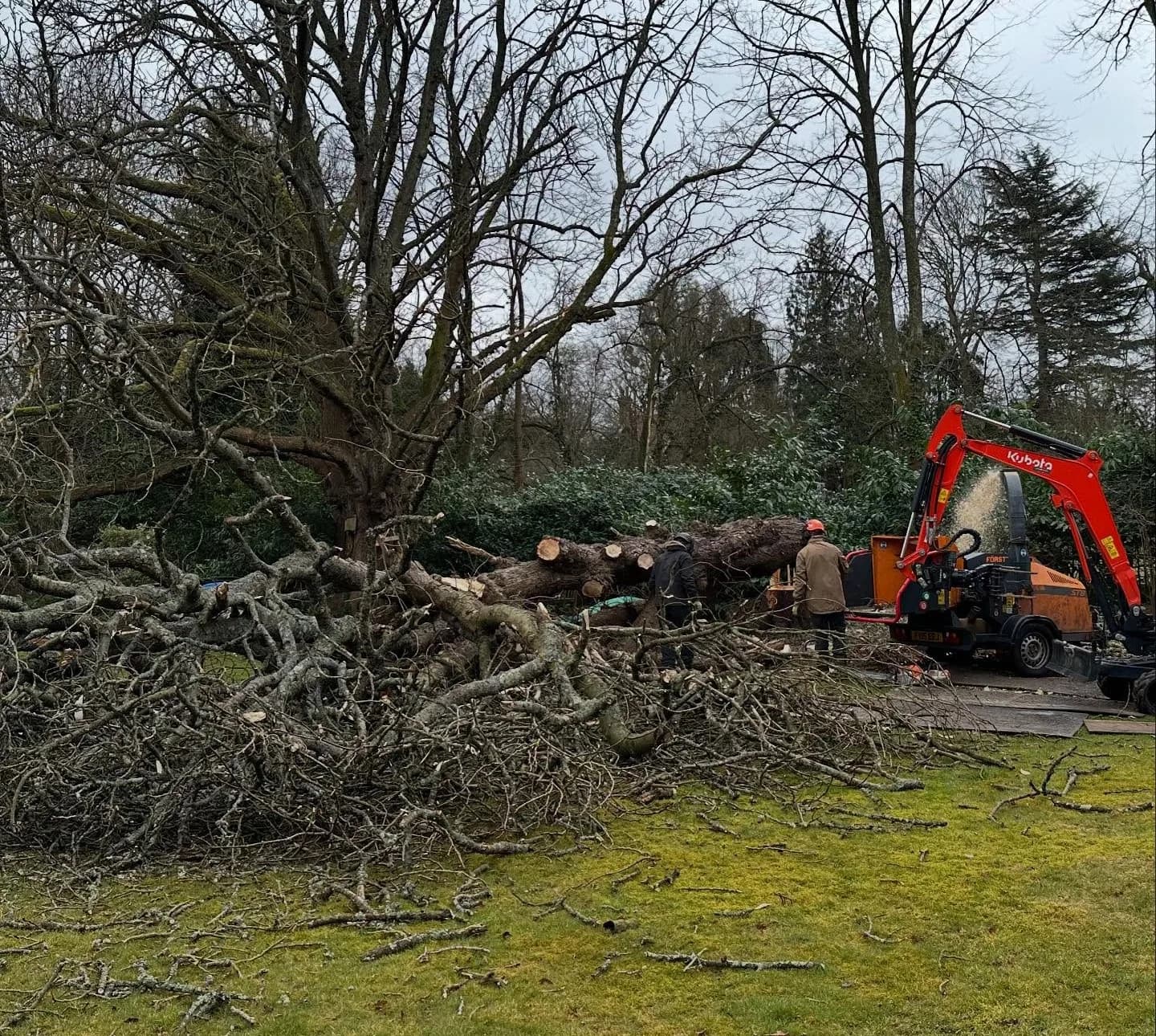 Storm-damaged tree requiring emergency response in Woking