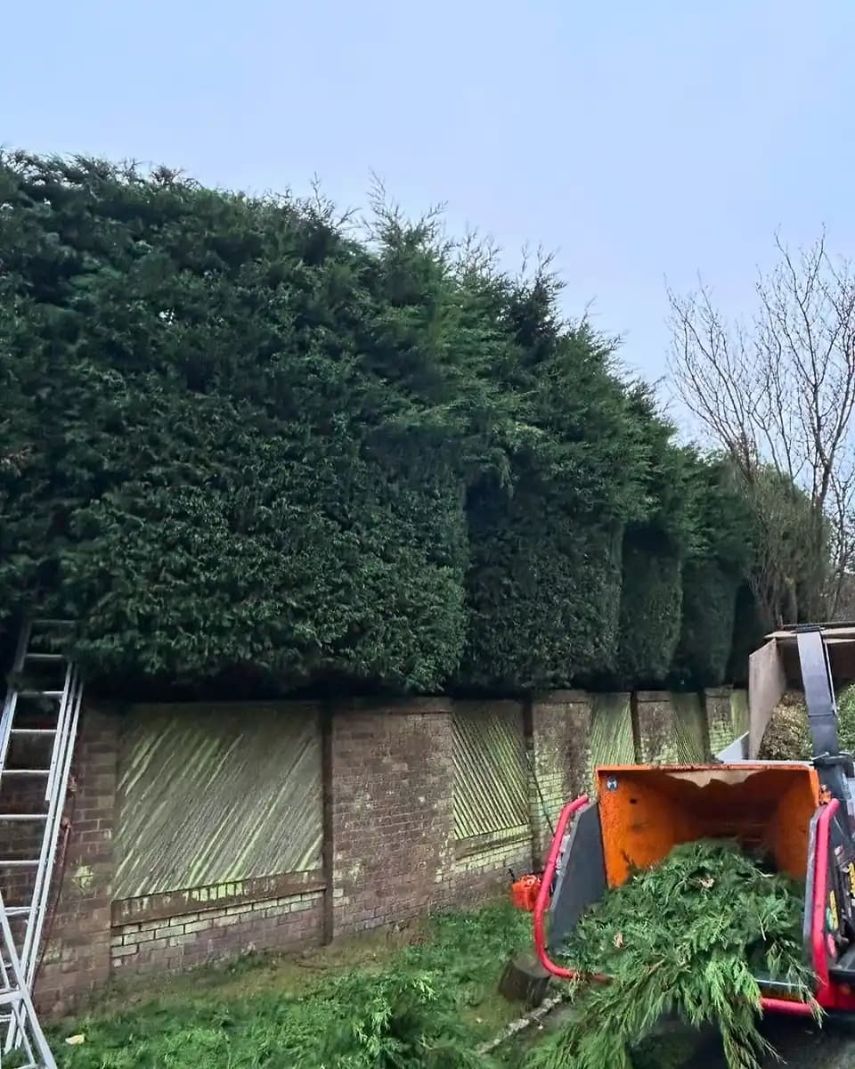 Hedge trimming in a Guildford garden