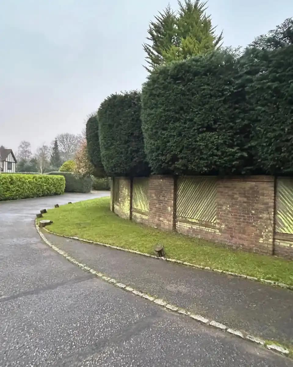 Neatly reduced hedge line following professional hedge cutting along a driveway.