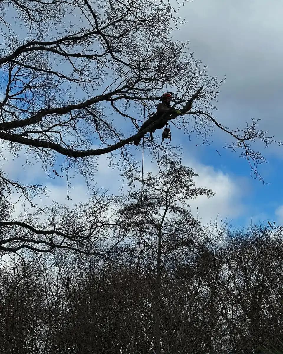 Close view of arborist positioned on a limb during careful pruning work.