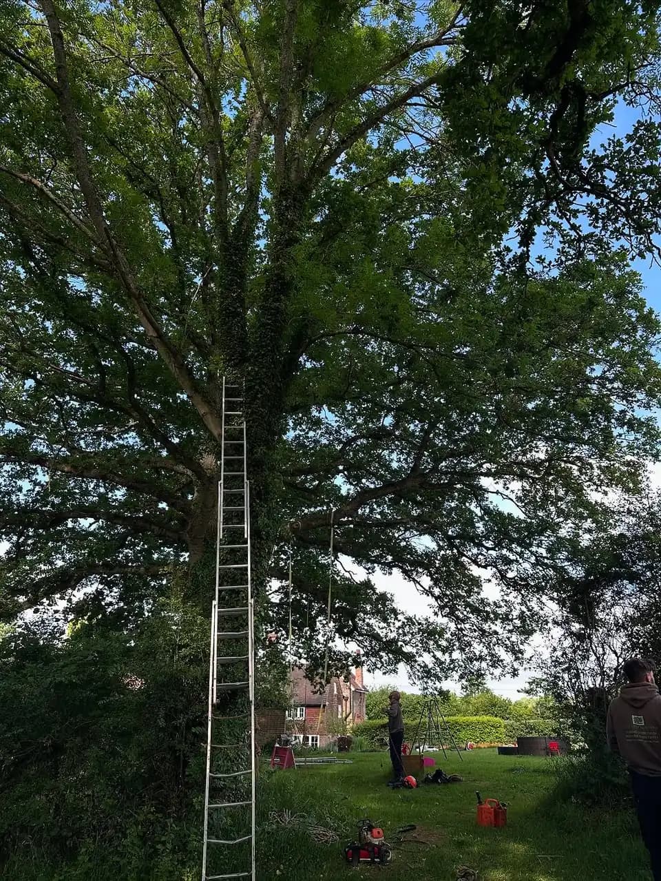 Mature estate tree with climbing ladder and equipment prepared for pruning work.