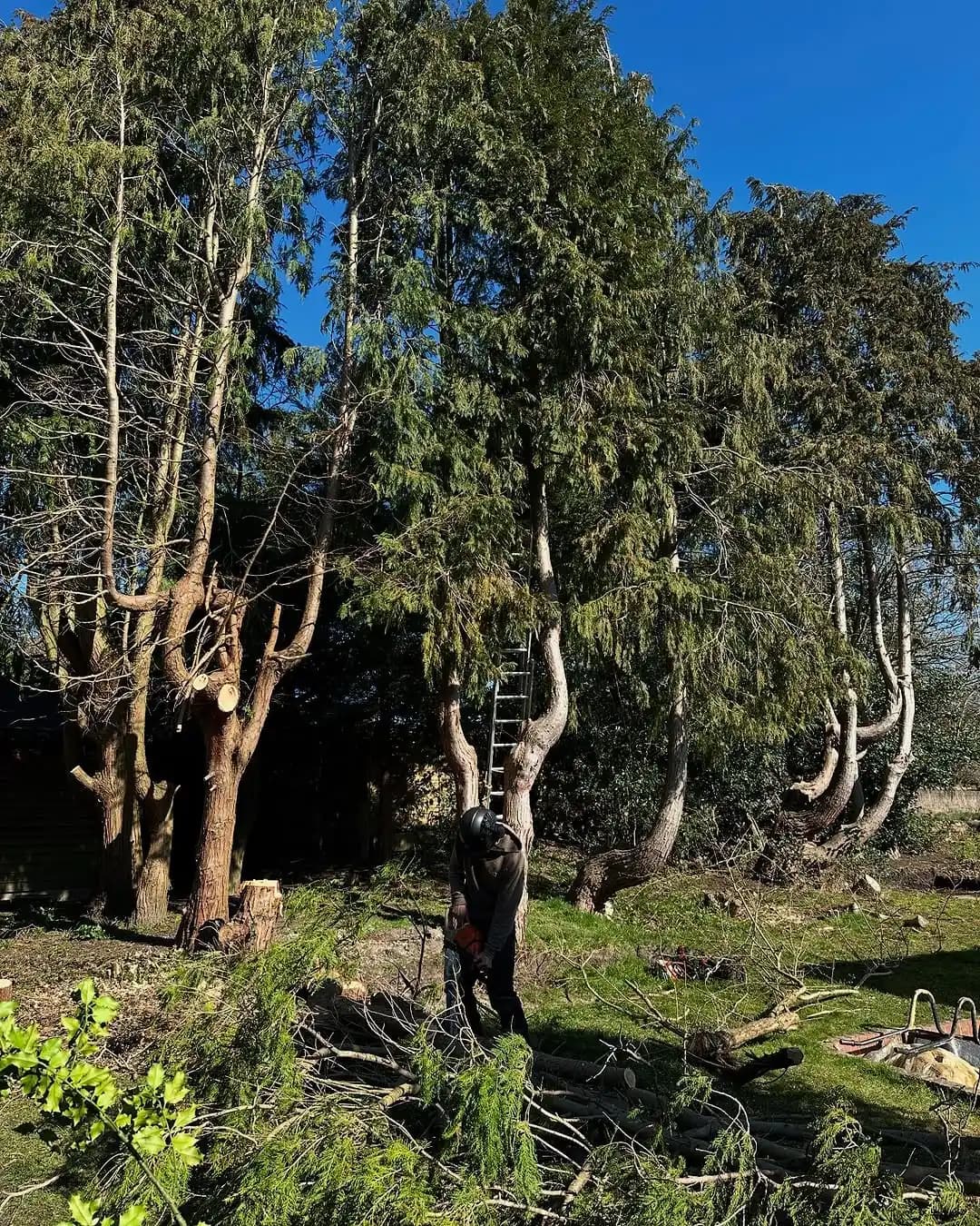 Conifer clearance and branch processing after a heavy reduction job