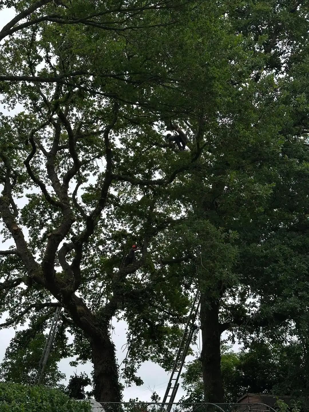 Large oak pruning and canopy management with climbing access and machinery support - image 5