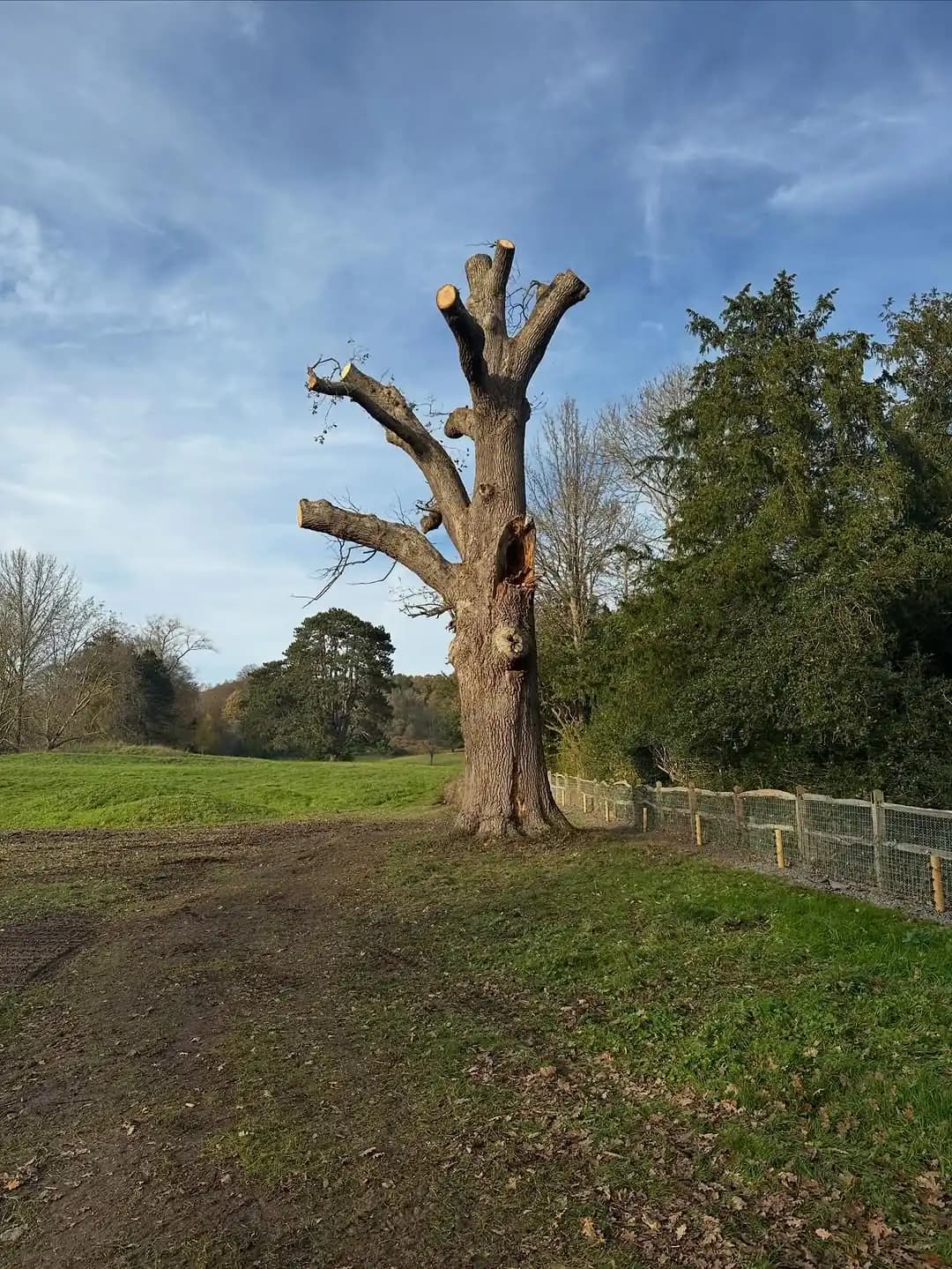 Large mature oak assessed and accessed with MEWP support for specialist tree work - image 8