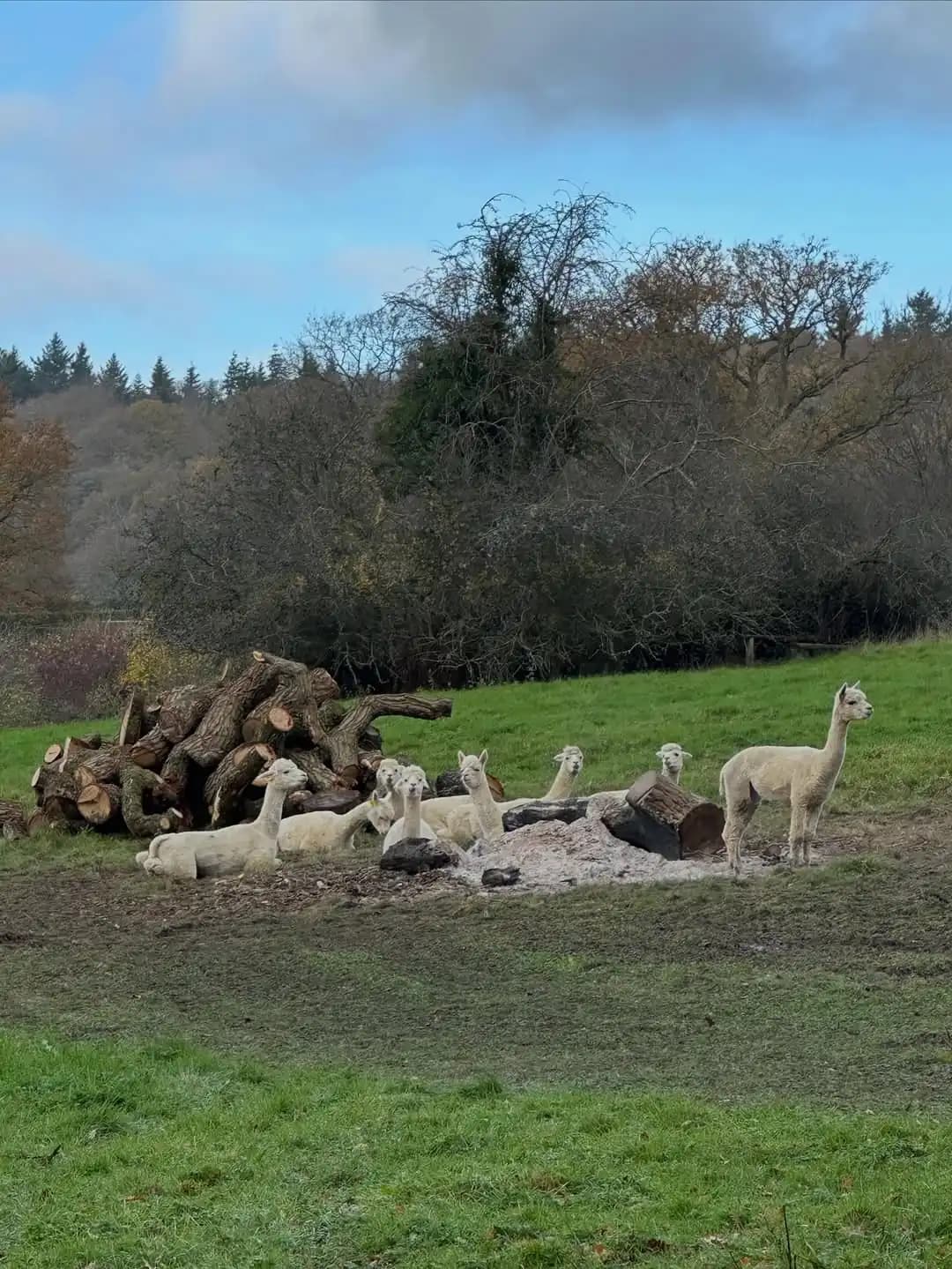 Large mature oak assessed and accessed with MEWP support for specialist tree work - image 9