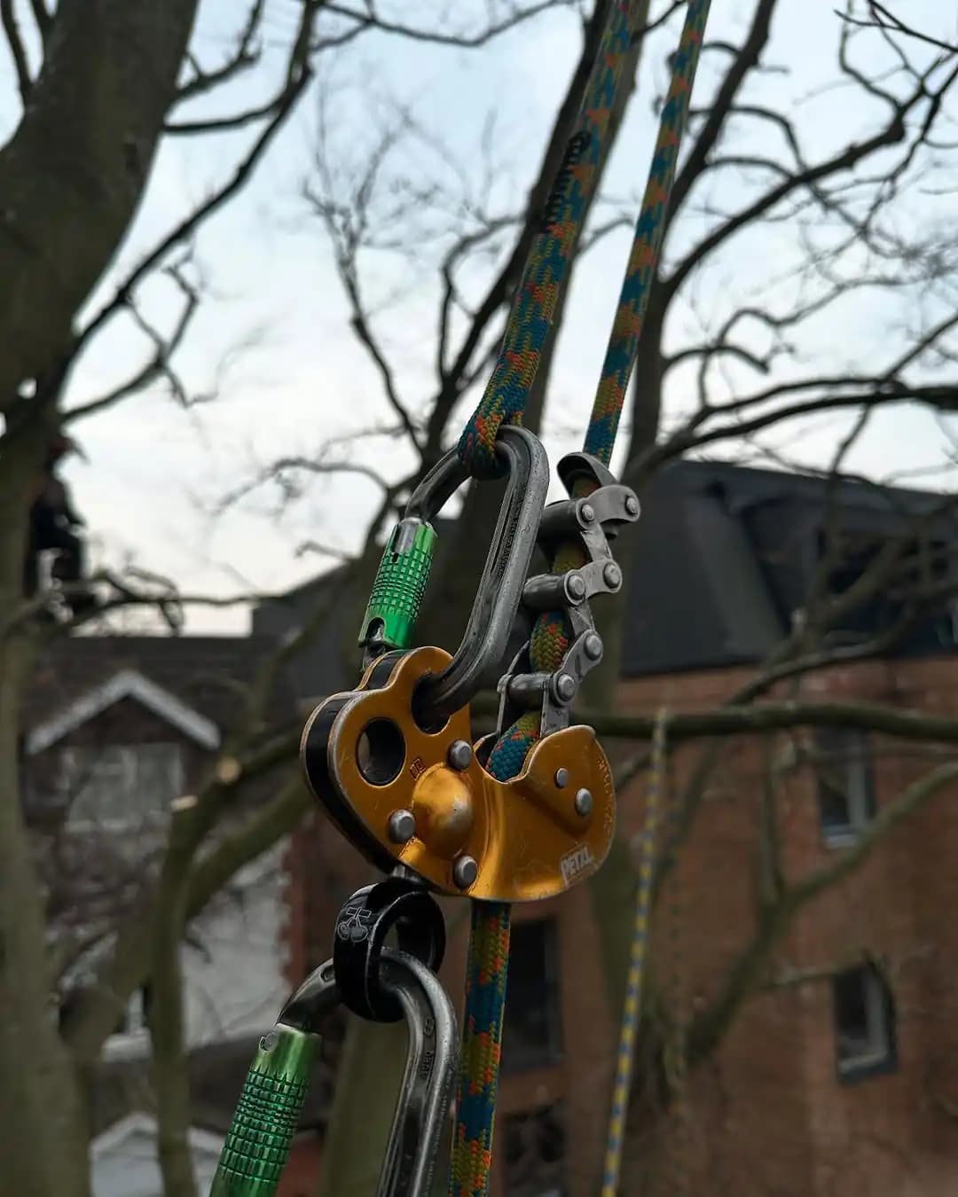 Rigging and controlled pruning work in a tight urban garden setting - image 2