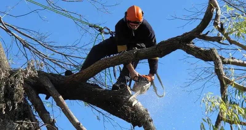 Capel Tree Surgeons Sussex logo - professional tree care services