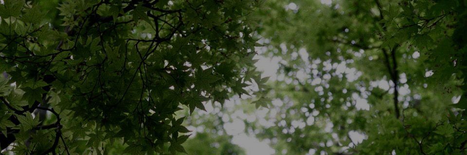 Tree Surgeon Sussex leaf banner - professional tree care services