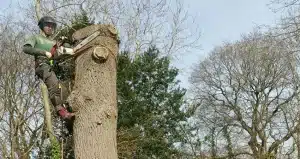 Tree Surgeon Sussex sectional dismantling of elm tree in Bexhill