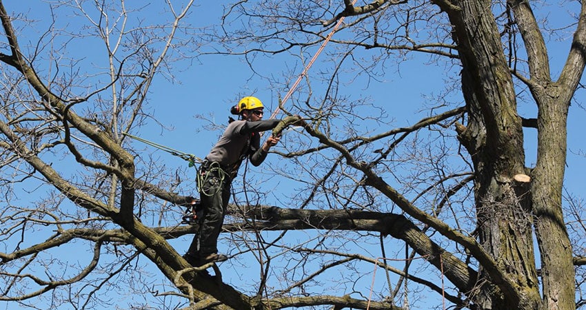 Tree Surgeon Sussex pruning chestnut tree in Peacehaven