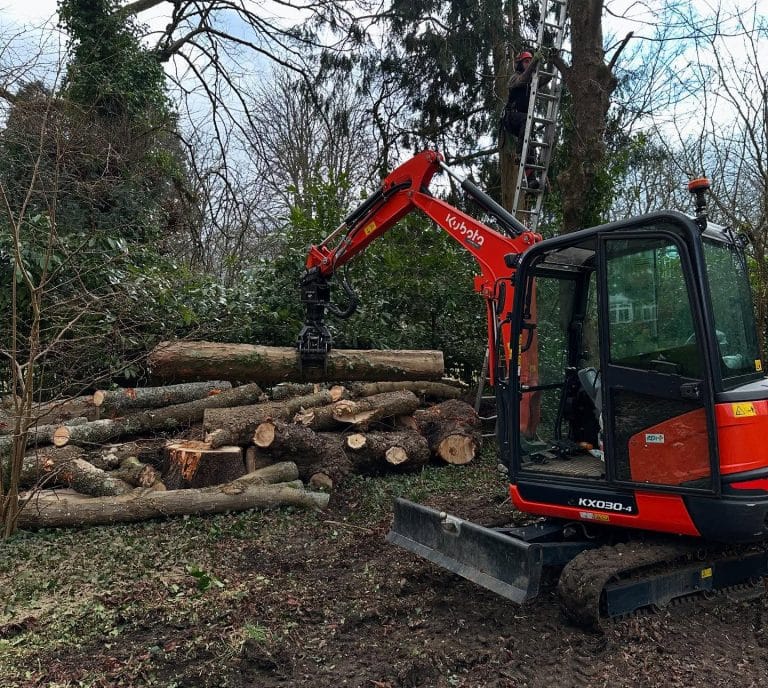 Tree Surgeon Sussex crown reduction on sycamore in East Grinstead