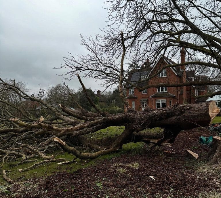 Tree Surgeon Sussex pruning beech trees in Burgess Hill