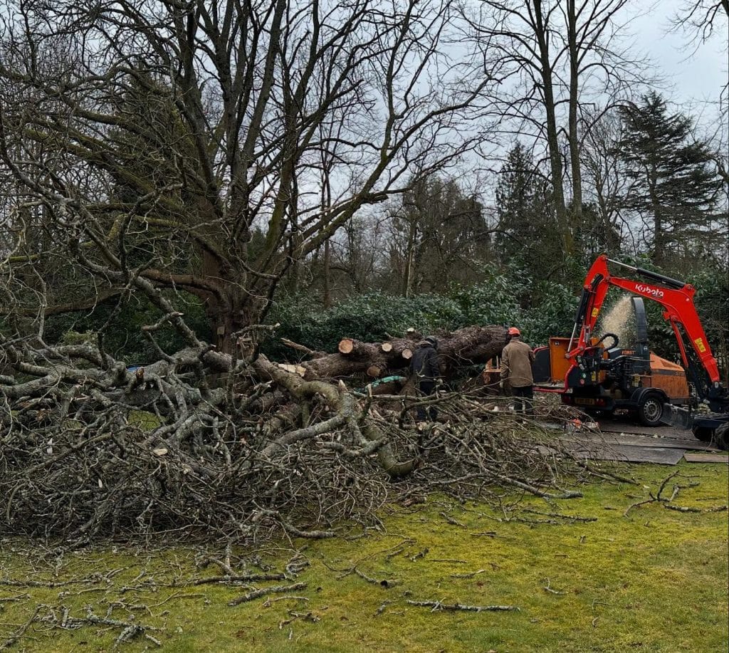 Tree Surgeon Sussex removing fallen ash tree in Haywards Heath