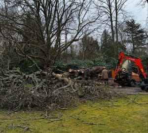 Tree Surgeon Sussex removing fallen ash tree in Haywards Heath