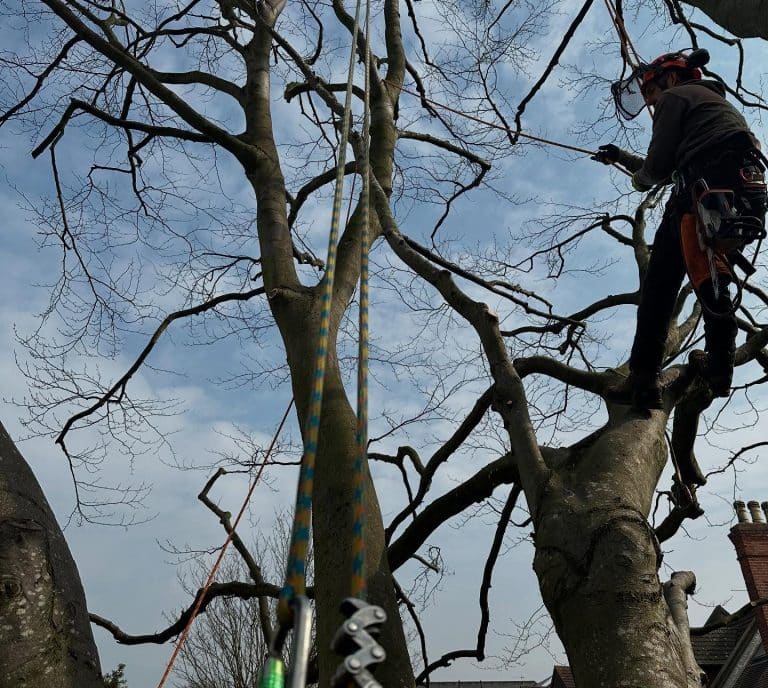 Tree Surgeon Sussex felling oak tree in Crawley